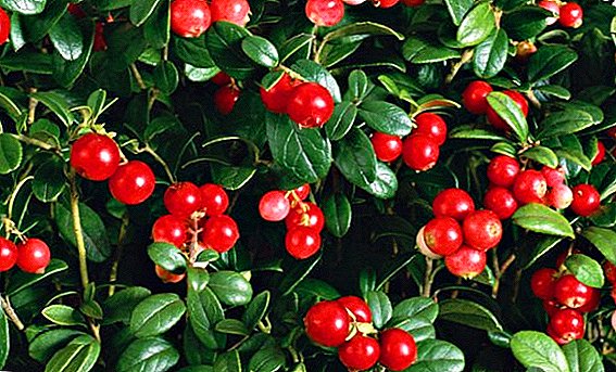 Características del cultivo de lingonberries en su casa de verano.