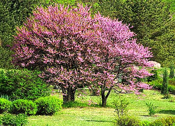 Features of growing cercis: planting and care