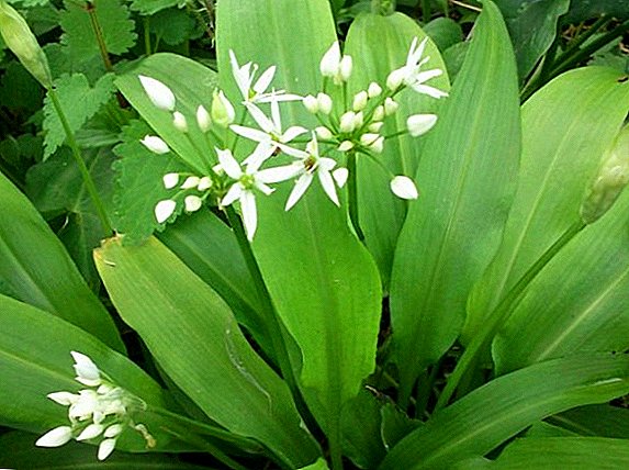 Features of cultivation of wild garlic at the dacha