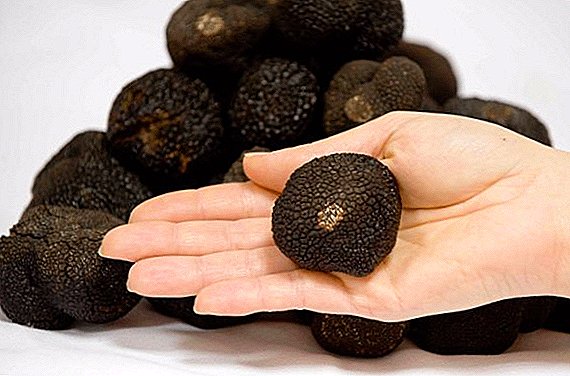 Features of the cultivation of black truffles