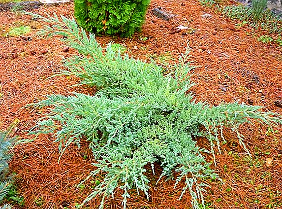 鱗状ジュニパー「ブルーカーペット」の国内栽培の特徴