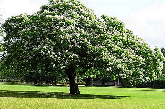 Catalpa-puun kasvattaminen: istutus ja hoito