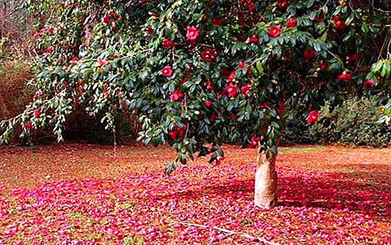 Features of growing camellia tree