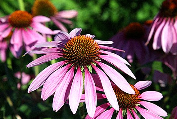 Features of cultivation of echinacea: planting and caring for perennial