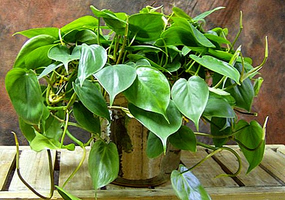 Besonderheiten des wachsenden Philodendrons zu Hause