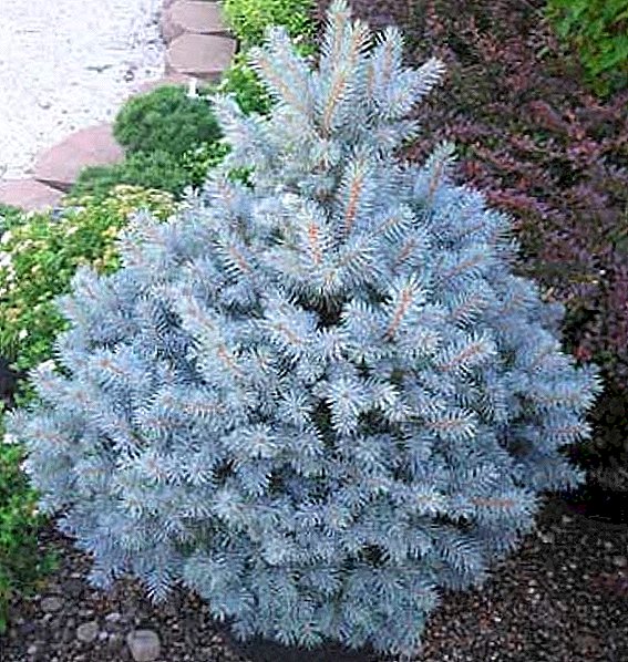 Features of growing blue spruce from seeds