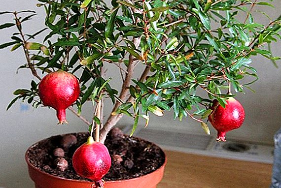 Peculiarities of pomegranate cultivation: where it grows in nature and how to grow it