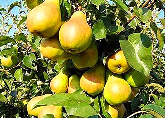 Particularités des poires en croissance de la variété "Moskvichka"