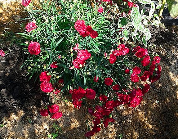 Features of growing Chabo carnation: sowing for seedlings and care in the open field