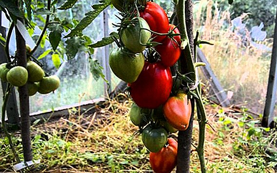 Egenskaber af dyrkning og karakteristiske sorter tomater Mazarin