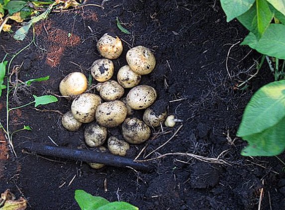 Características del cultivo y características de la variedad de patata Veneta.