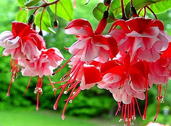 Features of cultivation and popular varieties of ampelous fuchsia