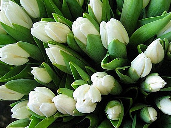 Egenskaper av odling och populära sorter av vita tulpaner