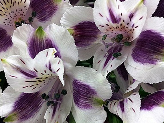 Features of the cultivation and care of alstroemeria