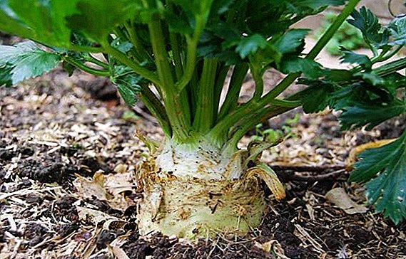Характеристики на отглеждане и грижа за корен целина в открит терен