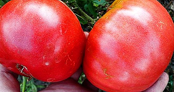 Vlastnosti pestovania a starostlivosti o paradajky Ružový med