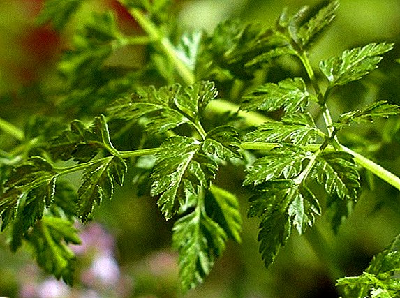 Features of growing a chervil (kupyr) at home