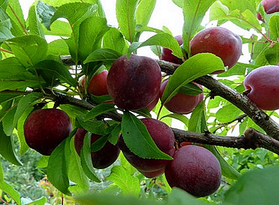Features of growing Chinese plums: planting and care