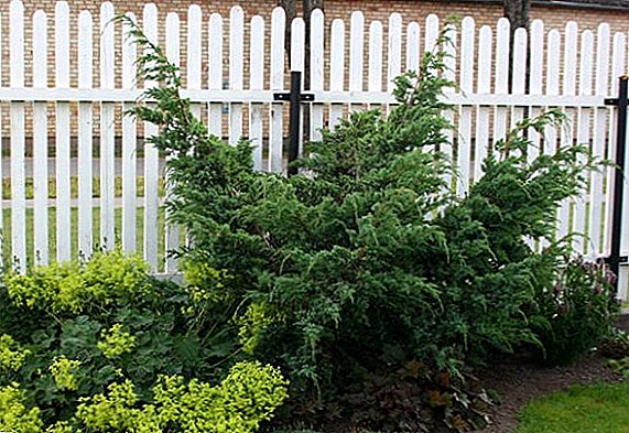 Features of growing Chinese juniper at their summer cottage
