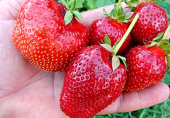 Features of the cultivation of strawberries varieties "Kama"