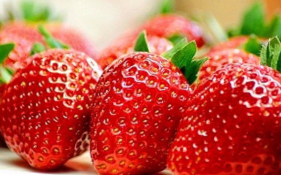 Features of growing strawberries in the greenhouse
