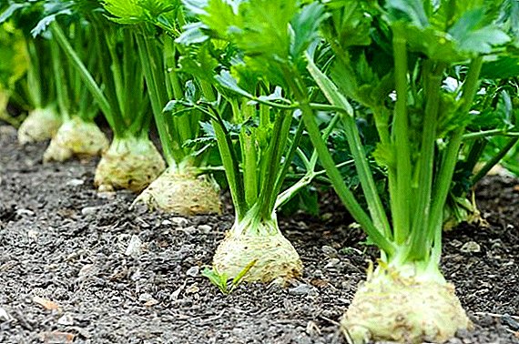 Features of cultivation of root celery from seeds at home