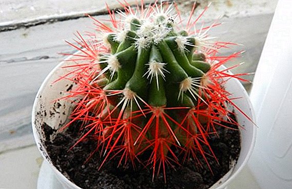 Features of the cultivation of red echinocactus Gruzoni