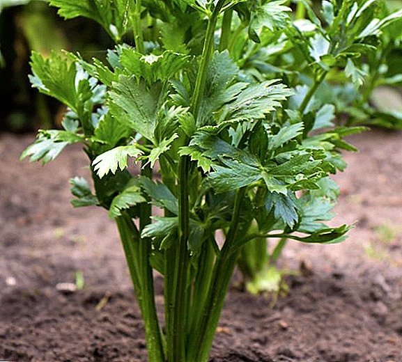 Features of cultivation of leaf celery