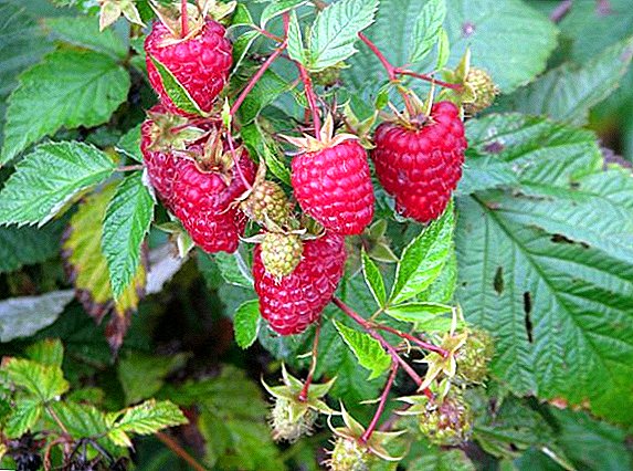 Features of the cultivation of raspberry "Caramel": characteristic varieties, planting and care