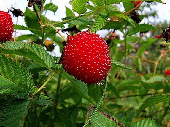 Fitur raspberry strawberry tumbuh