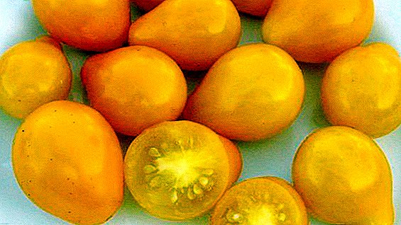 Características del cultivo de gotas de miel en el jardín, siembra y cuidado de tomates amarillos.