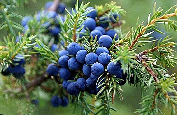 Ciri-ciri penanaman juniper di Siberia: penanaman, penjagaan, pembiakan