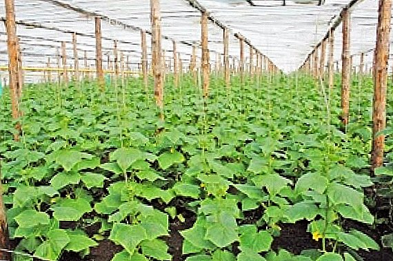Funksjoner av voksende agurker i drivhuset