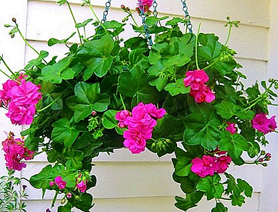 Features of cultivation of Pelargonium Ileum in the country