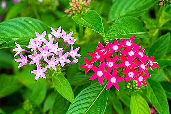 Features of growing pentas at home
