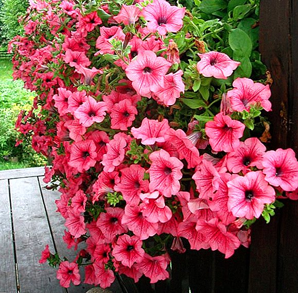 Features of growing petunia ampelous