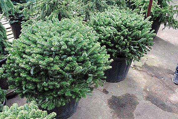 Features of growing fir in a pot