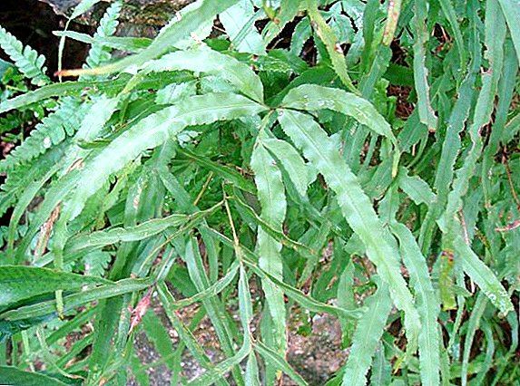 Peculiarities of growing pteris at home, planting and caring for brace