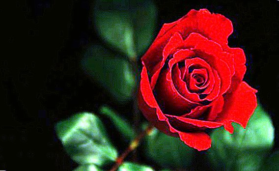 Merkmale der wachsenden Rosen, wie eine Rose aus einem Blumenstrauß wächst