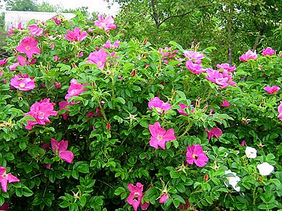 Ciri-ciri bunga mawar (mawar liar) berkerut, menanam dan menjaga di taman