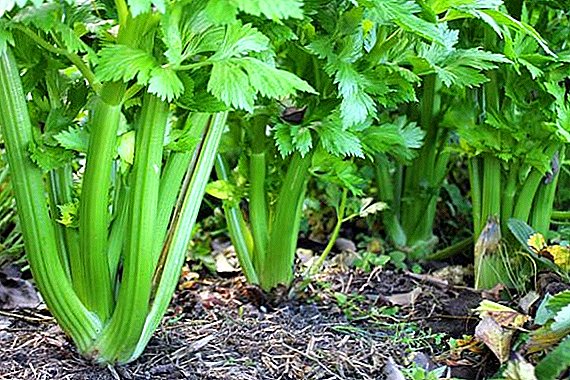 Features of cultivation of celery and care for him in the open field