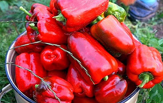 Vlastnosti pěstování sladké papriky "zázrak Kalifornie"