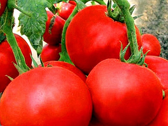 Erilaisten tomaattiräjähdysten kasvun erityispiirteet
