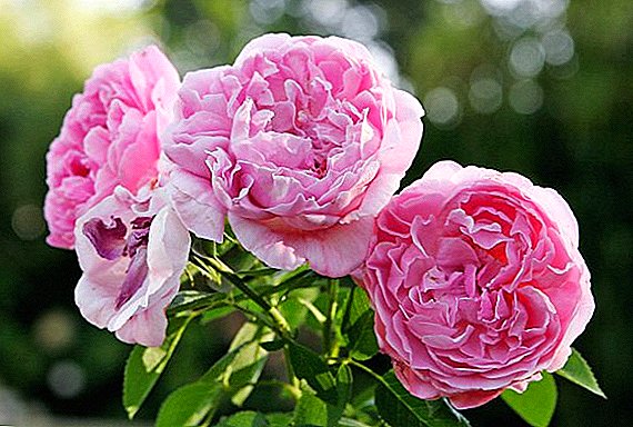 Características de las variedades en crecimiento de rosas "Mary Rose".