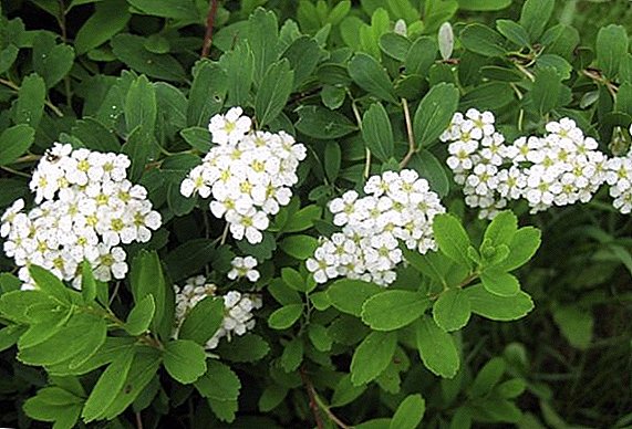 Features of the cultivation of Spirea Nippon