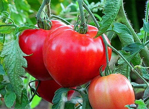 Features of growing tomato tomatoe, planting and care of lettuce tomatoes