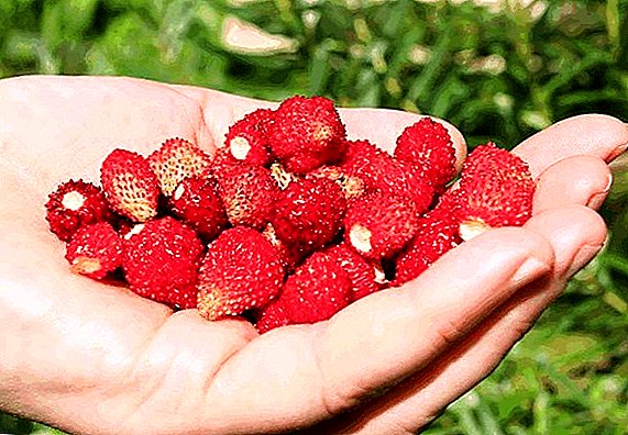 Features of the cultivation of strawberries "Cinderella". Characteristics of a variety