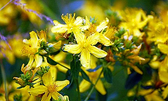 Features of the cultivation of Hypericum in the country