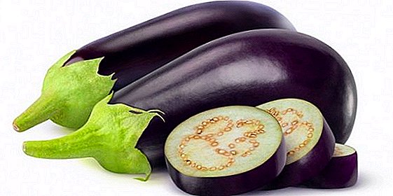 Features harvesting eggplant for the winter: how to freeze the vegetable at home