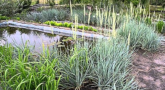 Decorative Sedge: cultivation and care, varieties